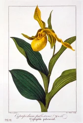 Cypripedium, 1836